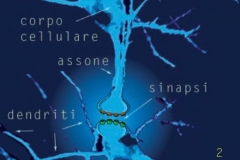 Schema-anatomia-neurone