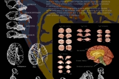 Cervello ed evoluzione biologica