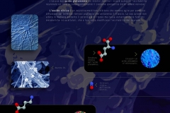 Neurotrasmettitori veloci