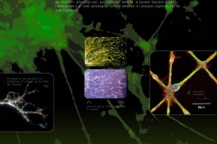 Genetica ed epigenetica del cervello