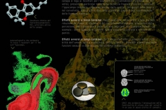 Cannabis